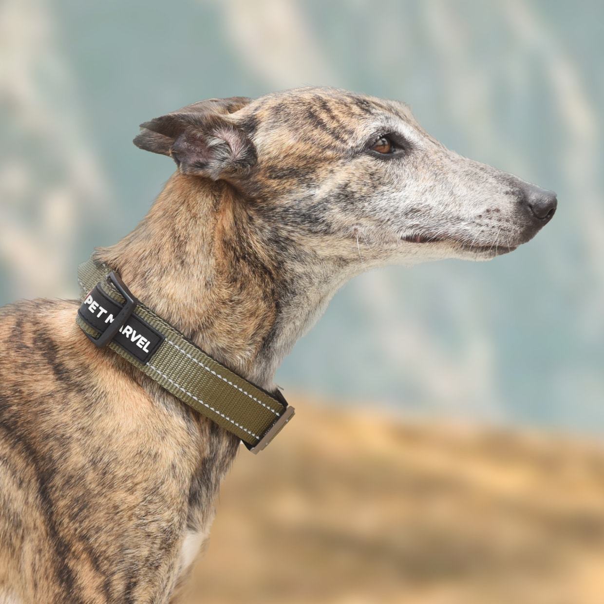 PET MARVELHigh Performance Tactical Dog Collar 1.25 In Wide With Handle - Raven Supply Company