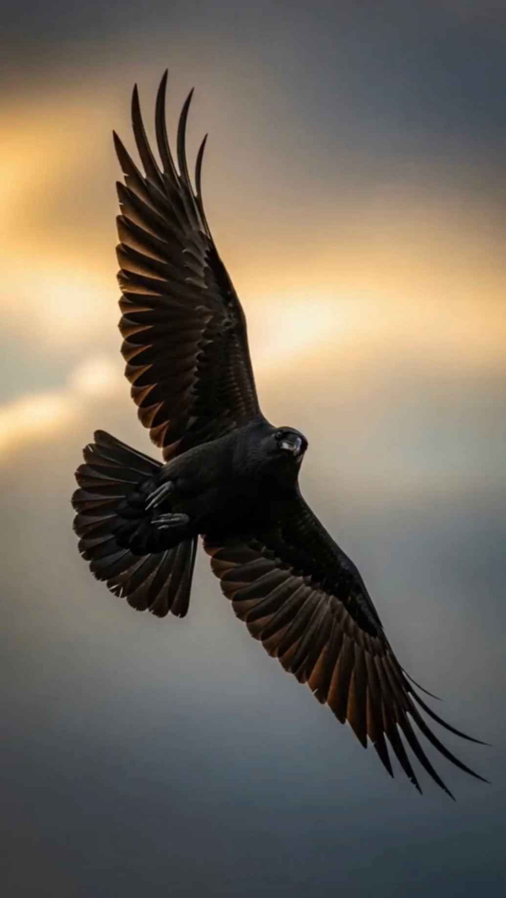 Raven’s Mark Gift Card - Raven Supply Company