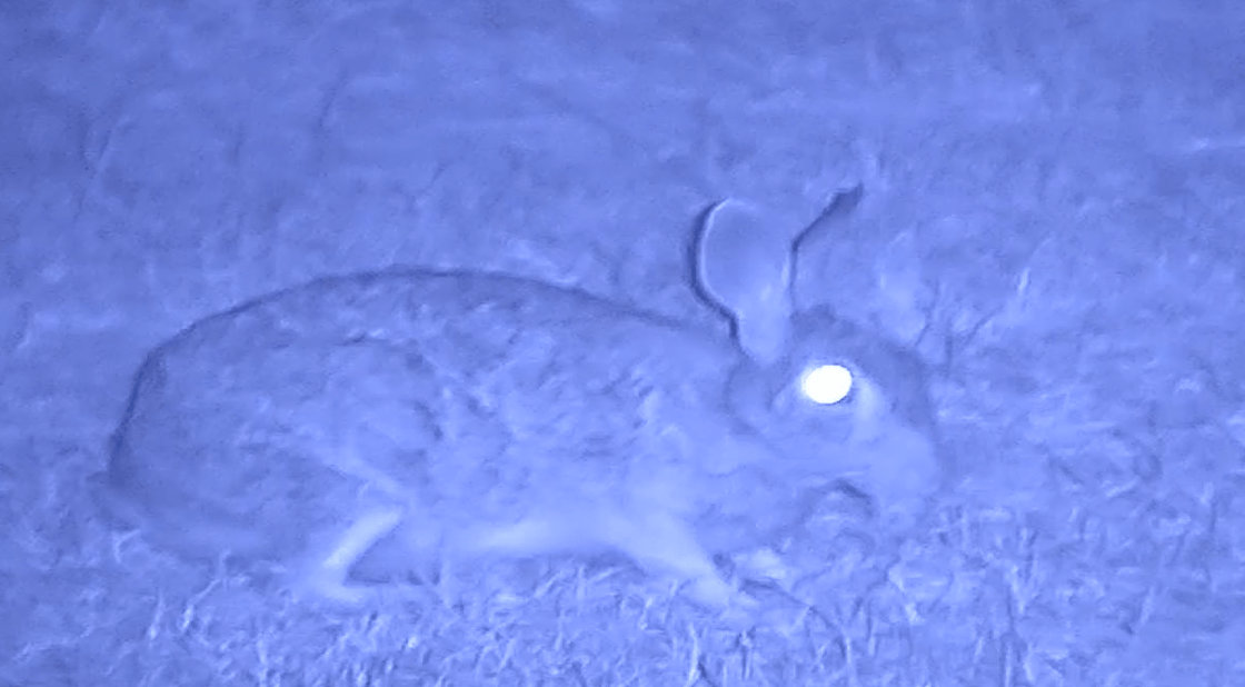 NVx7 Digital Night Sight – Tactical Gear for Modern Vikings - Raven Supply Company