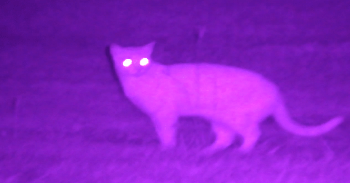 NVx7 Digital Night Sight – Tactical Gear for Modern Vikings - Raven Supply Company